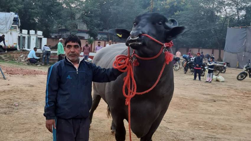 Famous Murrah bull "Golu 2" reaches Bihar for the Bihar Dairy and Cattle Expo 23